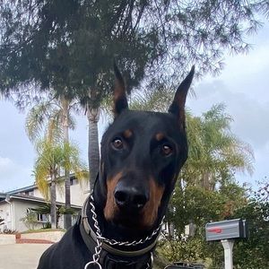 Meet your Posher, Barry